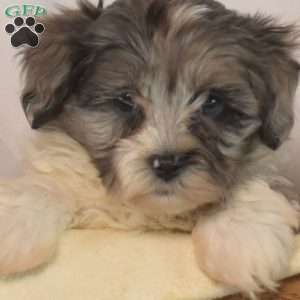Percy, Shih-Poo Puppy