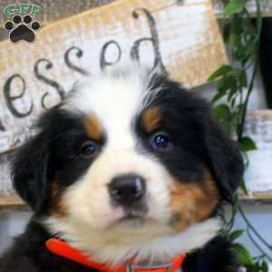 Percy, Bernese Mountain Dog Puppy