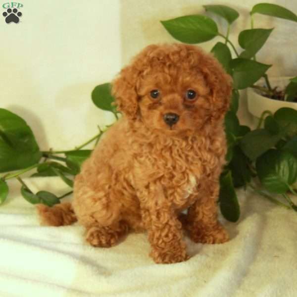 Perry, Cavapoo Puppy