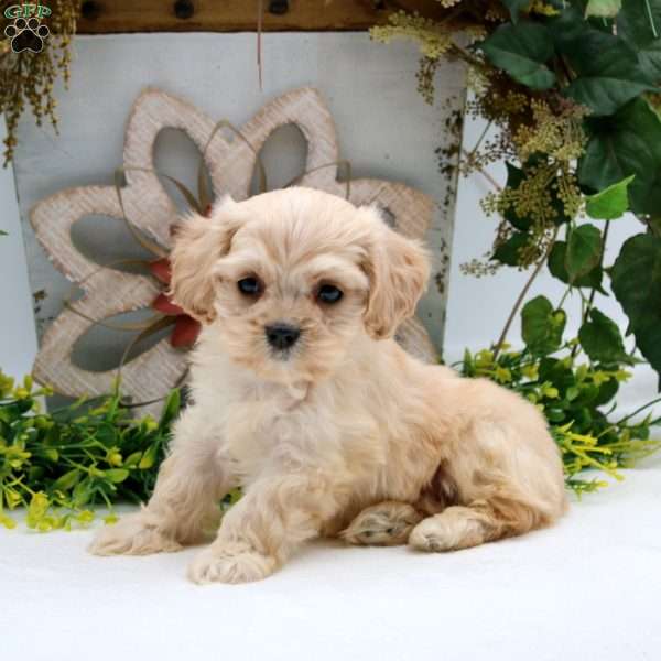Perry, Cavalier King Charles Mix Puppy