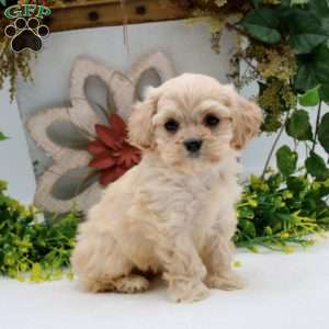 Perry, Cavalier King Charles Mix Puppy