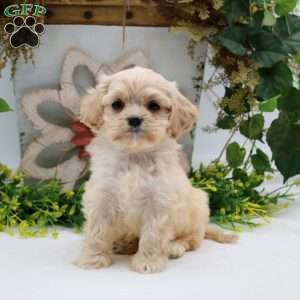 Perry, Cavalier King Charles Mix Puppy