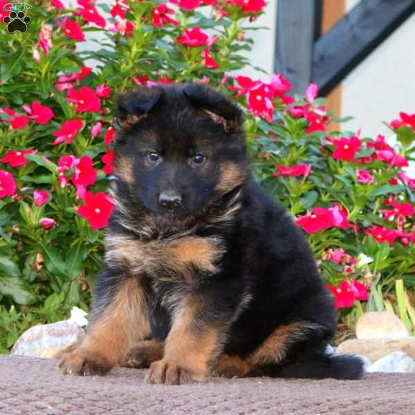 Petals, German Shepherd Puppy