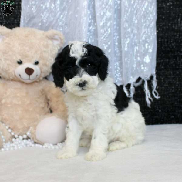 Pete, Miniature Poodle Puppy