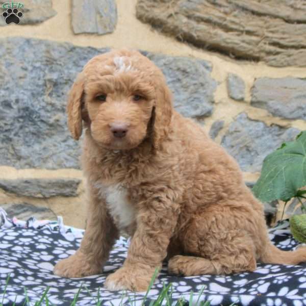 Pete, Goldendoodle Puppy