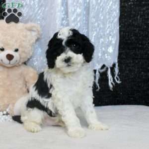 Pete, Miniature Poodle Puppy