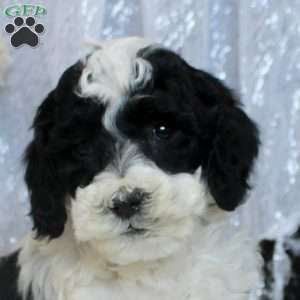 Pete, Miniature Poodle Puppy