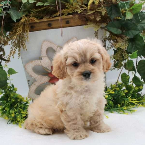 Peter, Cavalier King Charles Mix Puppy