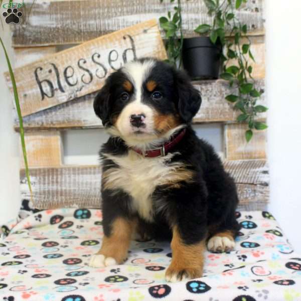 Petra, Bernese Mountain Dog Puppy