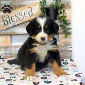 Petra, Bernese Mountain Dog Puppy