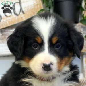 Petra, Bernese Mountain Dog Puppy