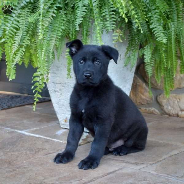 Phantom, German Shepherd Puppy