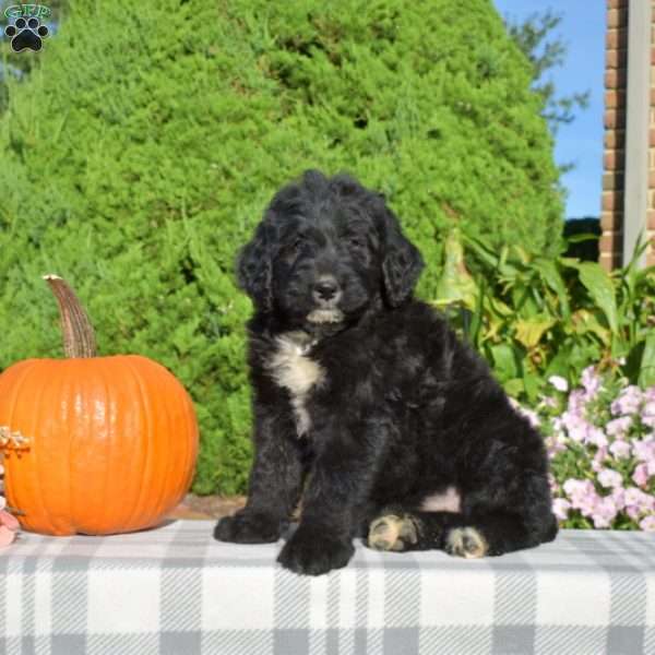 Phantom, Bernedoodle Puppy