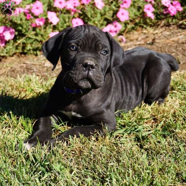 Pheonix, Cane Corso Puppy