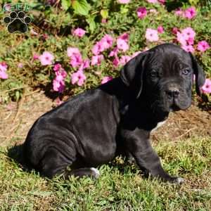 Pheonix, Cane Corso Puppy