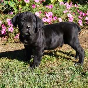 Pheonix, Cane Corso Puppy