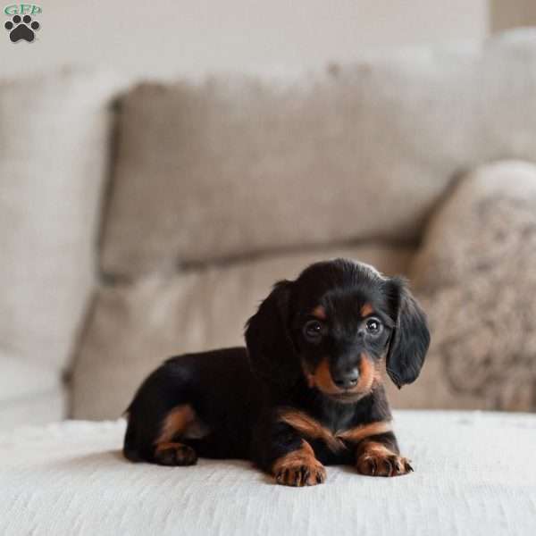 Phia, Dachshund Puppy