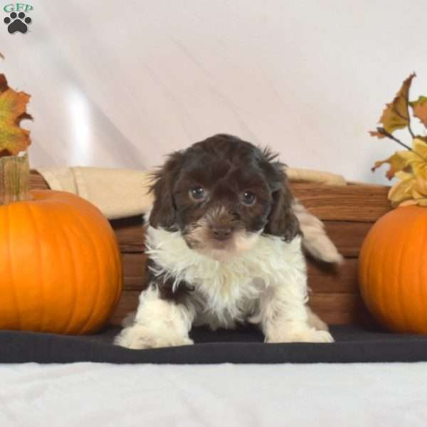 Phoebe, Shih-Poo Puppy