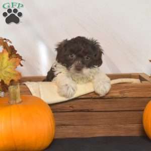 Phoebe, Shih-Poo Puppy