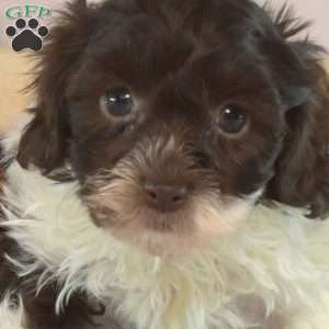Phoebe, Shih-Poo Puppy