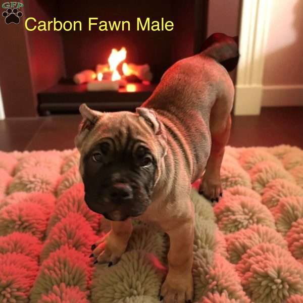 Orange, Cane Corso Puppy