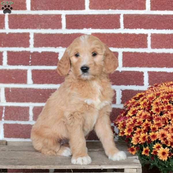 Pickles, Goldendoodle Puppy
