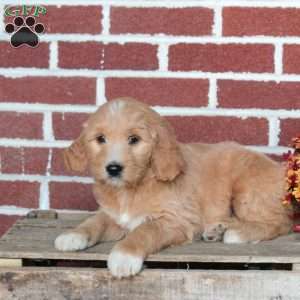 Pickles, Goldendoodle Puppy