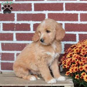 Pickles, Goldendoodle Puppy