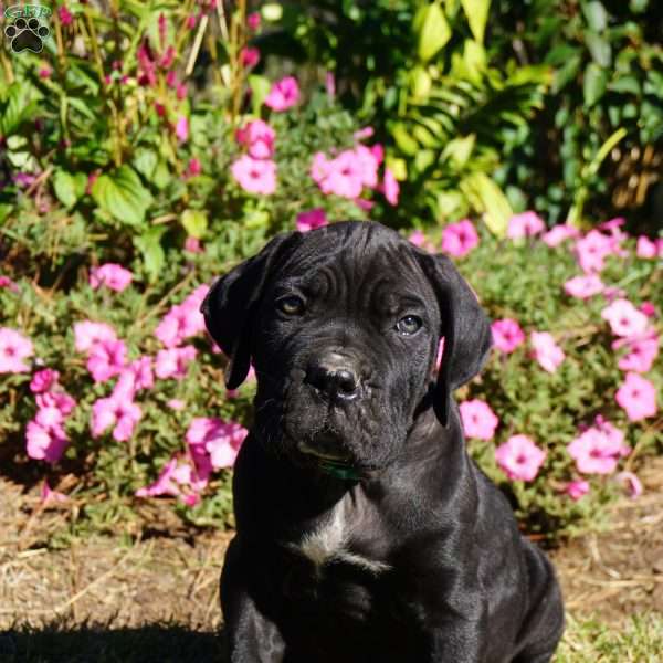 Pilot, Cane Corso Puppy