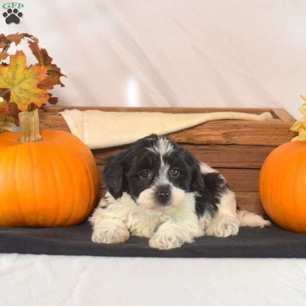 Pip, Shih-Poo Puppy