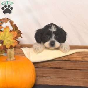 Pip, Shih-Poo Puppy