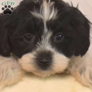Pip, Shih-Poo Puppy