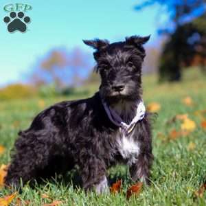 Piper, Miniature Schnauzer Puppy