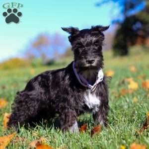Piper, Miniature Schnauzer Puppy