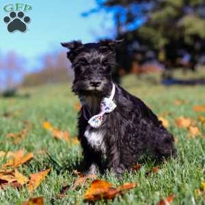 Piper, Miniature Schnauzer Puppy