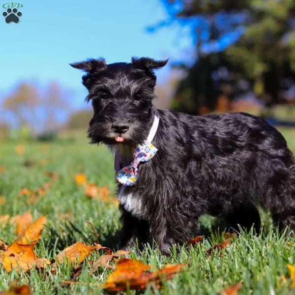 Piper, Miniature Schnauzer Puppy