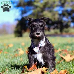 Piper, Miniature Schnauzer Puppy