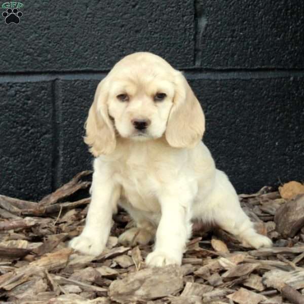 Piper, Cocker Spaniel Puppy