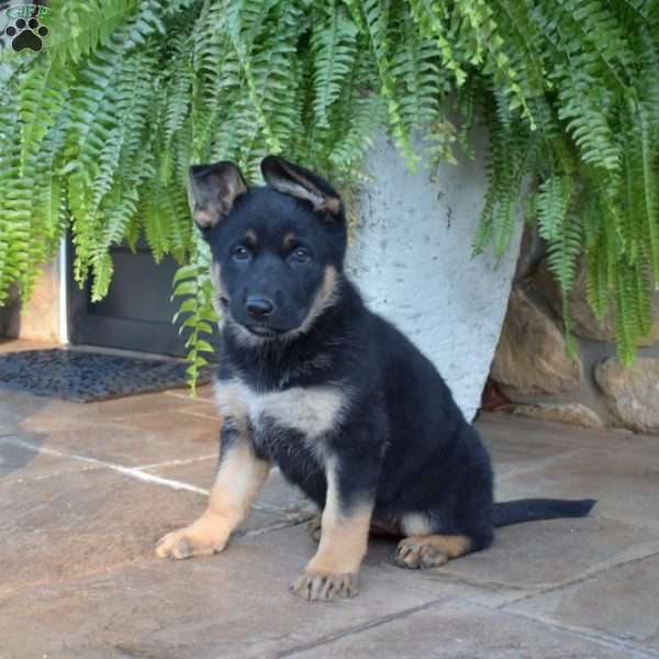 Piper, German Shepherd Puppy