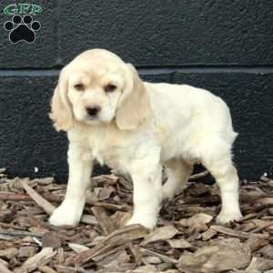 Piper, Cocker Spaniel Puppy