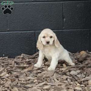 Piper, Cocker Spaniel Puppy
