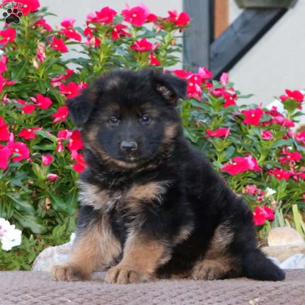 Piper, German Shepherd Puppy