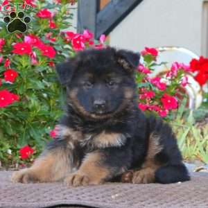 Piper, German Shepherd Puppy