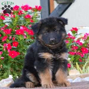 Piper, German Shepherd Puppy