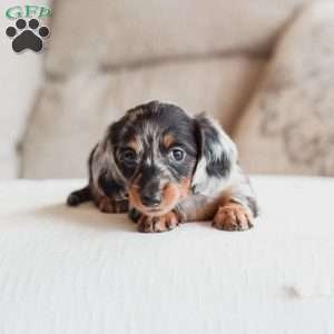 Piper, Dachshund Puppy