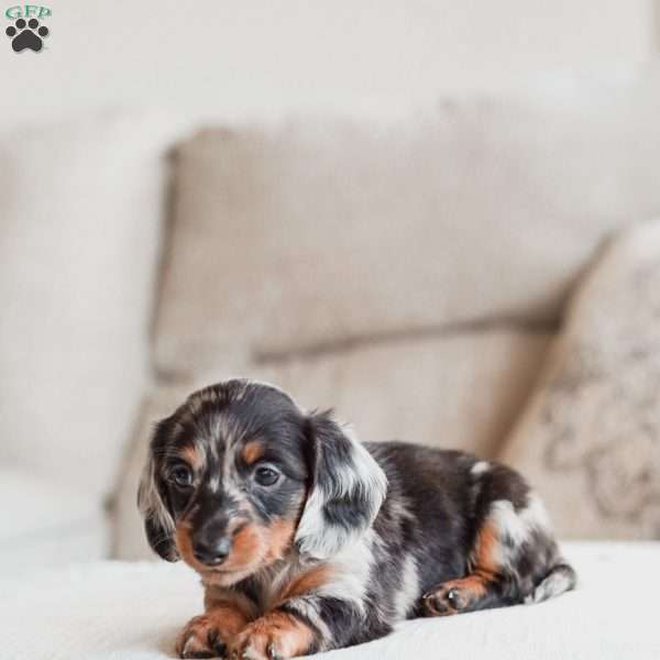 Piper, Dachshund Puppy
