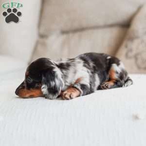 Piper, Dachshund Puppy