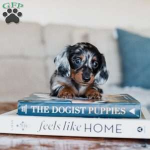 Piper, Dachshund Puppy