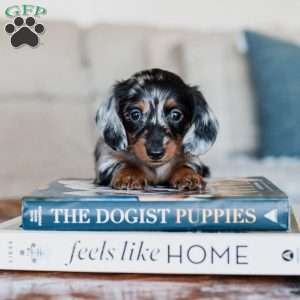 Piper, Dachshund Puppy