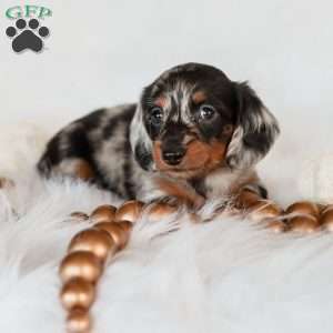Piper, Dachshund Puppy